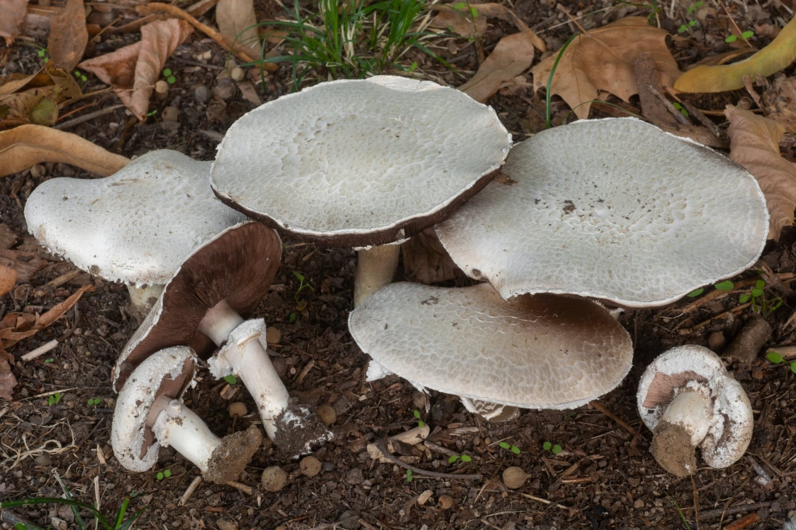 Foto Agaricus cappellii